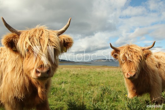 Bild på Close up of scottish highland cow in field